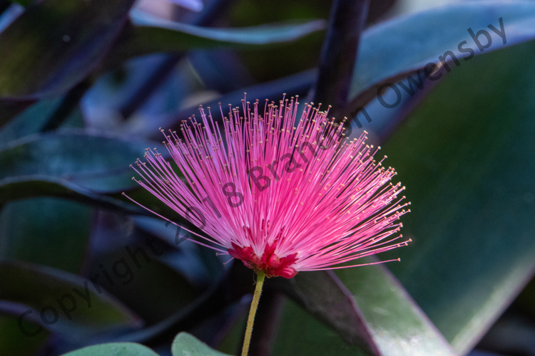 Powder Puff Plant - St Augustine, FL