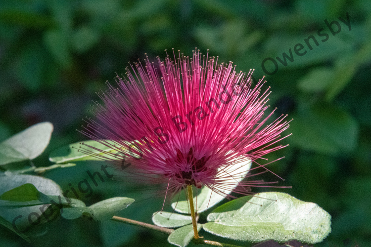 Powder Puff Plant - St Augustine, FL