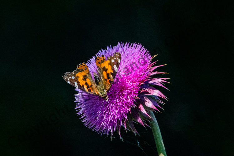 Thistle - Barr Lake State Park, CO