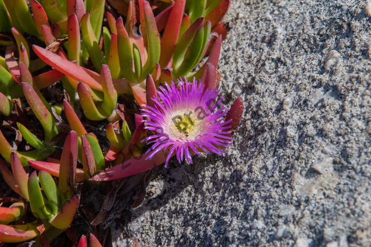 Flower and Rock - Monterey, CA