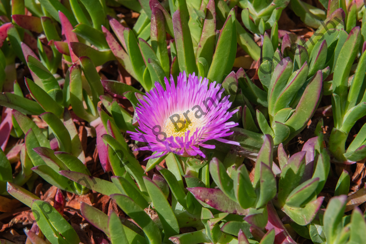 Purple Flower - Monterey, CA