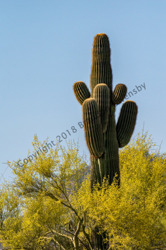 Sequoia Cactus - Scottsdale, AZ