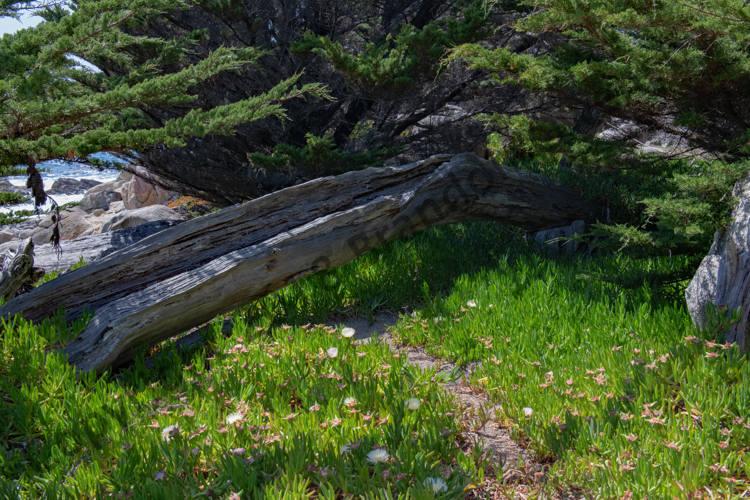 Peaceful scene - Monterey, CA