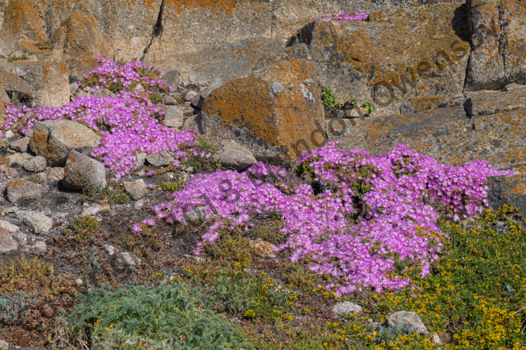 Flowers and rocks - Monterey, CA