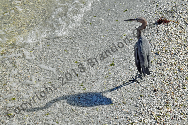 Reddish Egret - Sanibel Island, FL