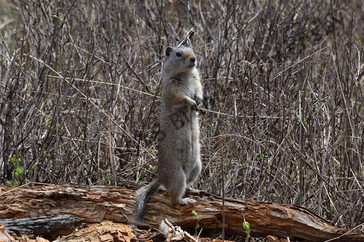 Uinta Ground Squirrel - Yellowstone National Park