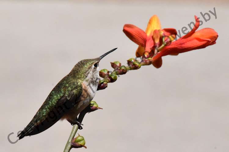 Hummingbird - Estes Park, CO