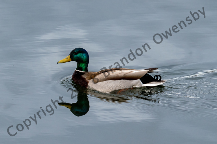 Mallard Duck - River's Edge Natural Area, Loveland, CO