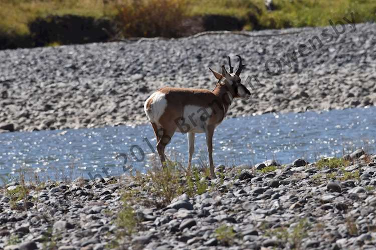 Prong Horn - Yellowstone National Park, WY