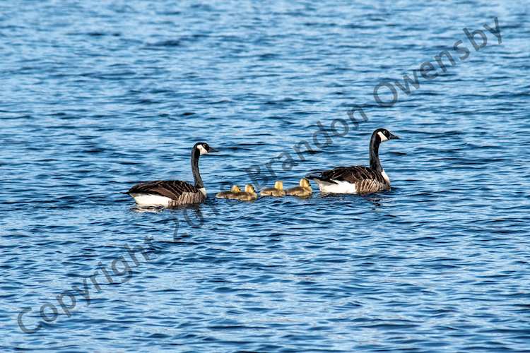 Geese and gosling at Flatiron Reservoir