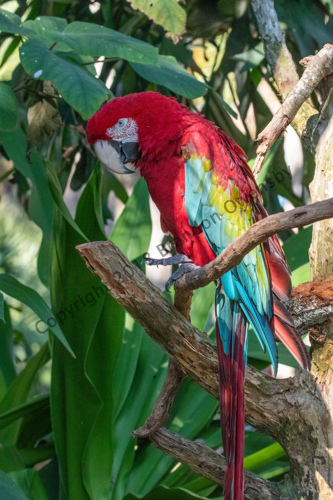 Red and Green Macaw - St. Augustine, FL