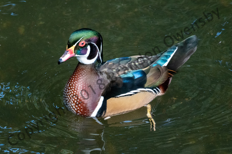 Wood Duck - St. Augustine, FL