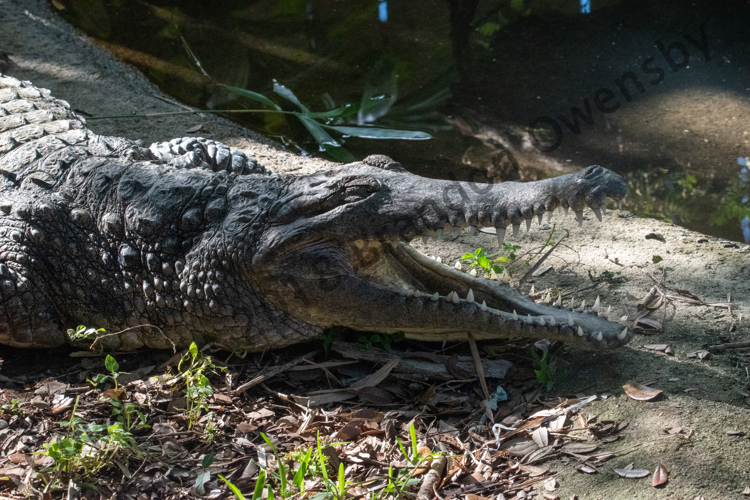 Crocodile - St. Augustine, FL