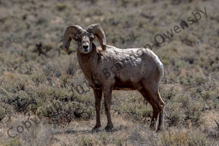 Big Horn Sheep - Grand Teton National Park, Jackson Hole, WY