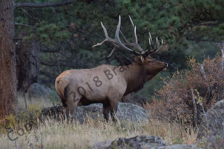 Bull Elk - Rocky Mountain National Park