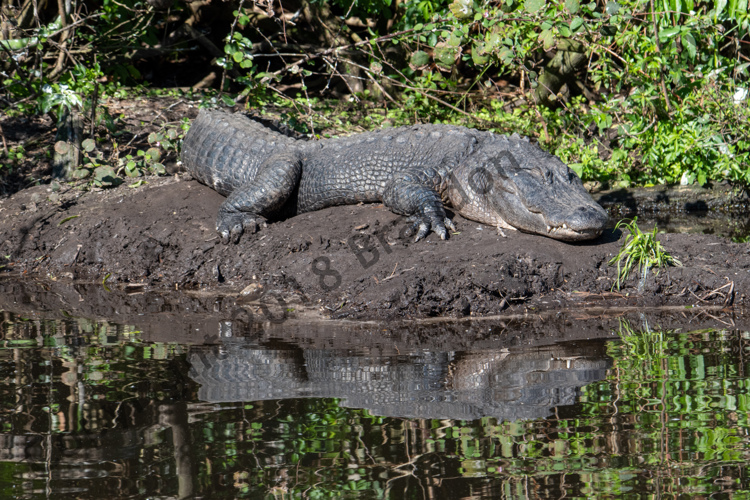 Alligator - St. Augustine, FL