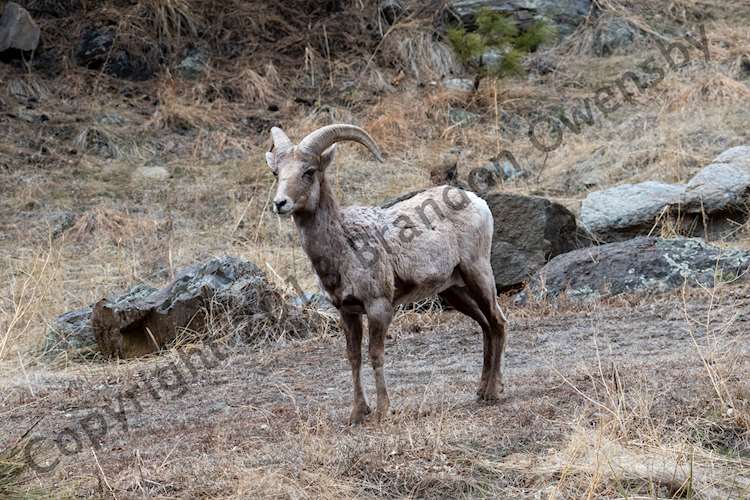 Big Horn Sheep - Estes Park, CO