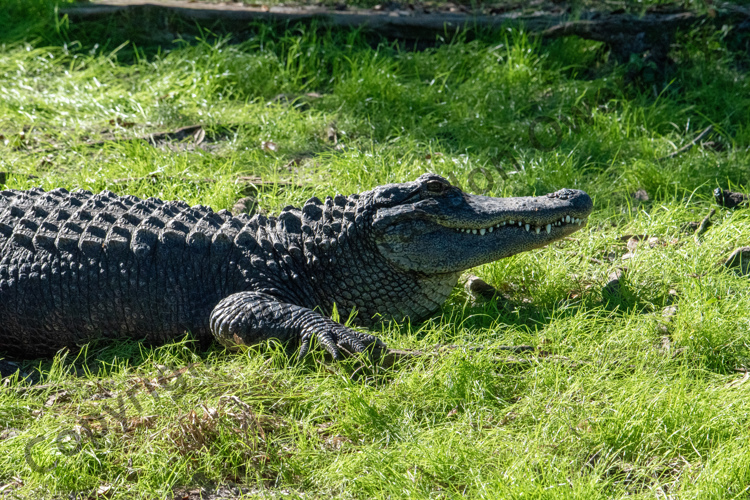 Alligator - St. Augustine, FL