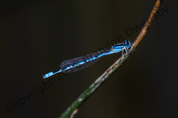 Dragonfly - Johnstown, CO