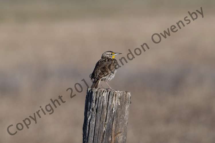 19 / 21Western Meadowlark - Grand Teton National Park