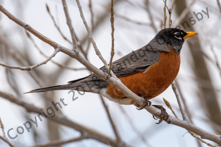 Robin - River's Edge Natural Area, Loveland, CO