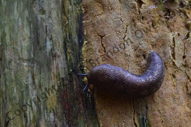 Slug - Joyce Kilmer National Forest, NC