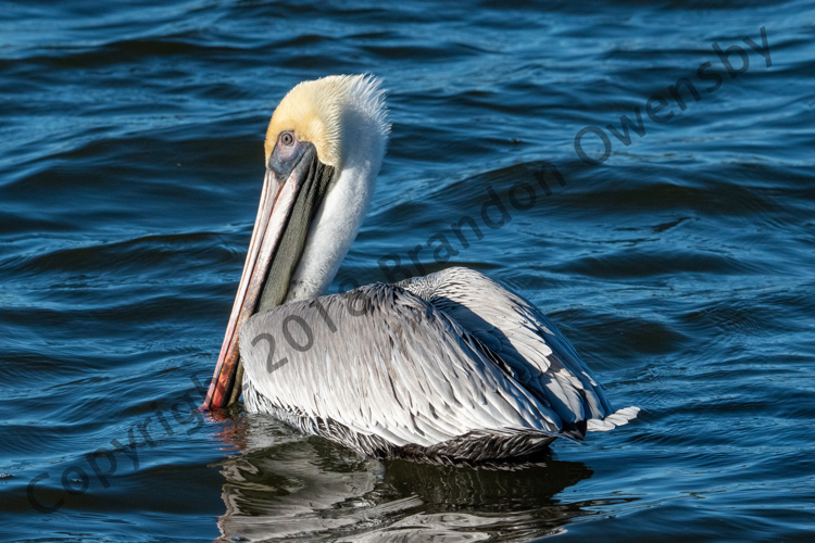 Pelican - Pine Island, FL