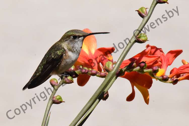 Hummingbird - Estes Park, CO