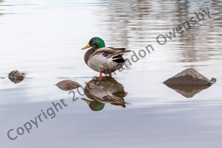 Mallard Duck - River's Edge Natural Area, Loveland, CO