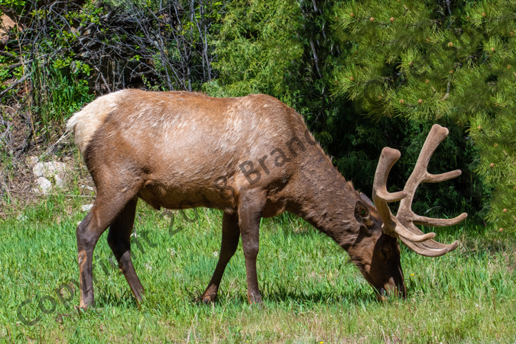 Bull Elk with velvet - Rocky Mountain National Park