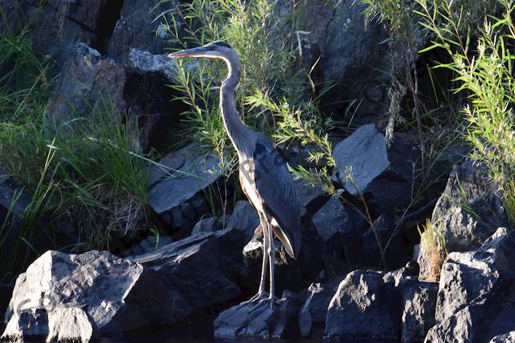 Great Blue Heron - Poudre Canyon, CO