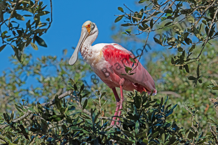 Spoonbill - St Augustine, FL