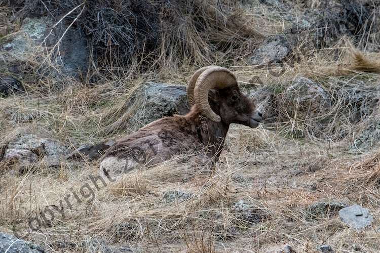 Big Horn Sheep - Estes Park, CO