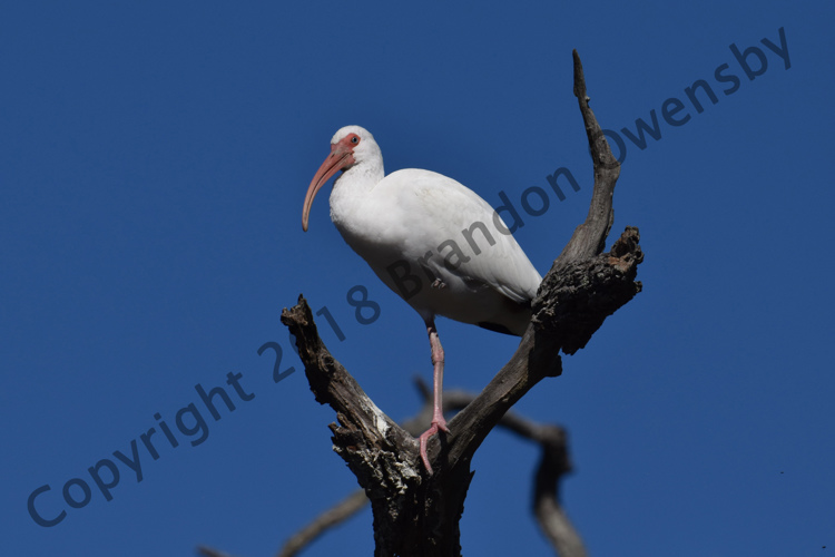 White Ibis - St. Augustine, FL