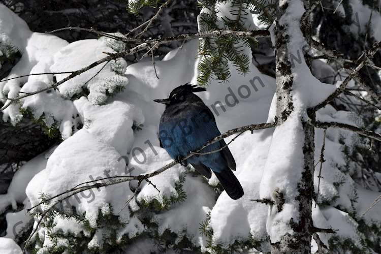 Stellar Jay - Rocky Mountain National Park