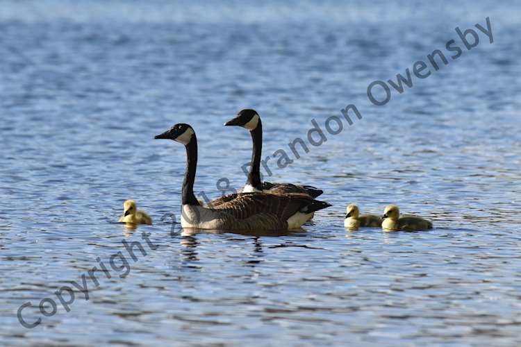 Geese and gosling at Flatiron Reservoir