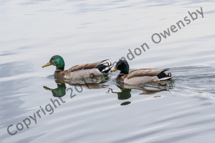 2 Mallard Ducks - River's Edge Natural Area, Loveland, CO