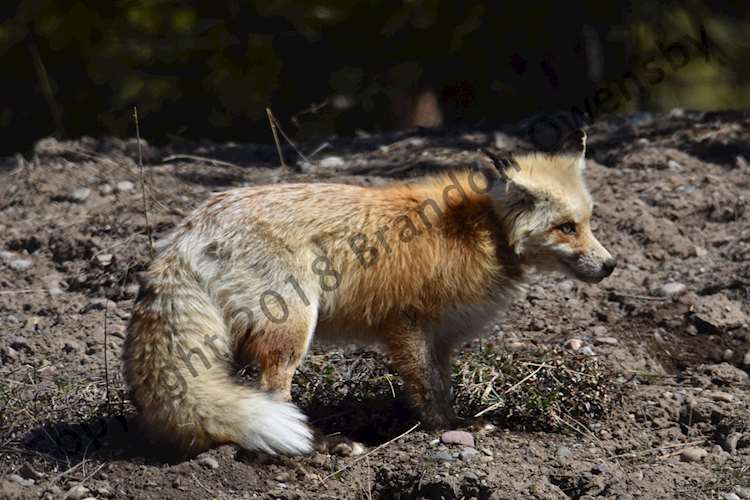 Fox - Grand Teton National Park, Jackson Hole, WY