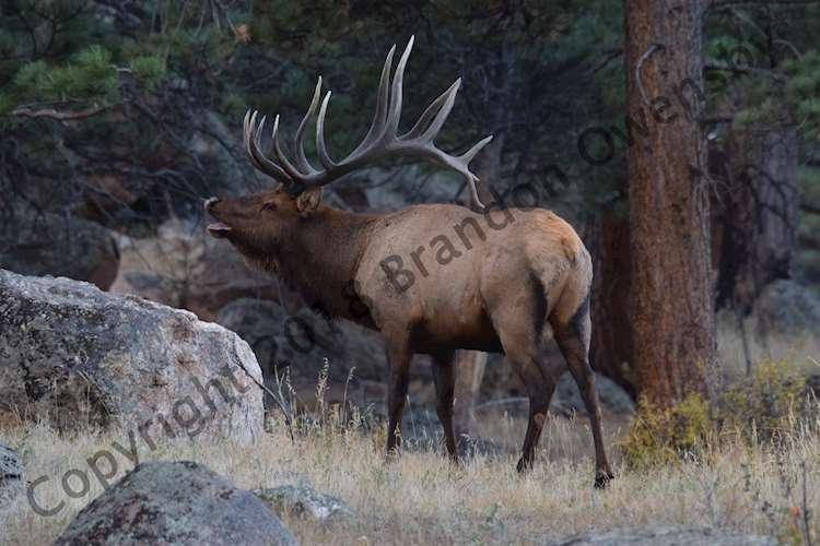 Bull Elk Bugling - Rocky Mountain National Park