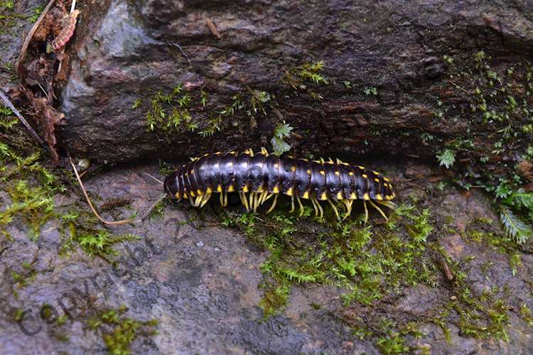 Yellow and Black Flat Millipede - Bald River Falls, TN