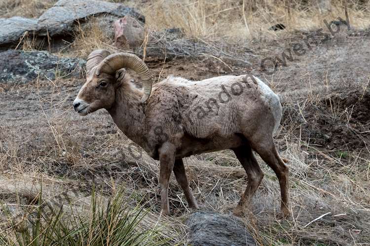 Big Horn Sheep - Estes Park, CO