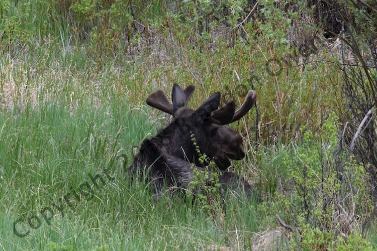 Bull Moose - Rocky Mountain National Park