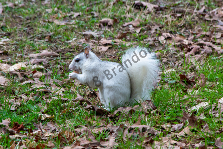 White Squirrel - Arden, NC