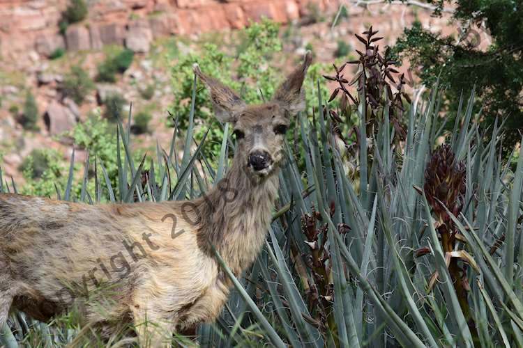 Deer - Zion National Park, UT