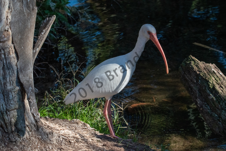 White Ibis - St. Augustine, FL