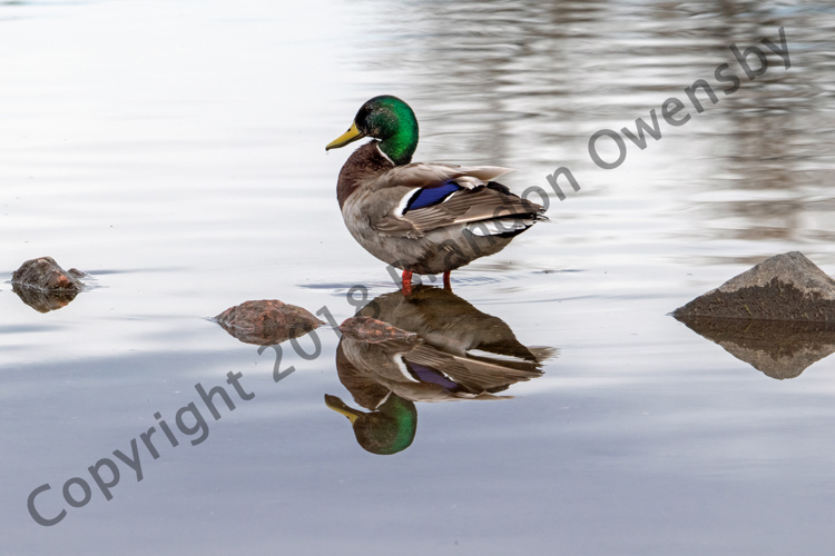 Mallard Duck - River's Edge Natural Area, Loveland, CO