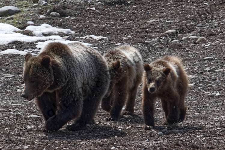 Grizzly bear with cubs - Grand Teton National Park