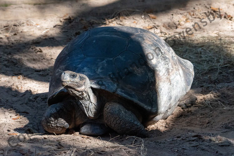 Giant Tortoise - St. Augustine, FL