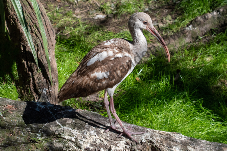 Juvenile White Ibis - St. Augustine, FL