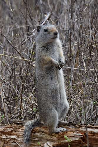 Uinta Ground Squirrel - Yellowstone National Park